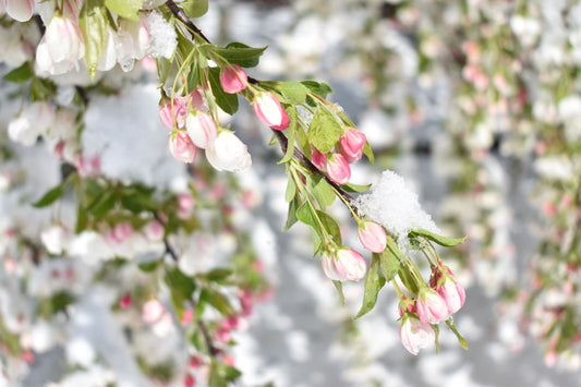 white and pink flowers