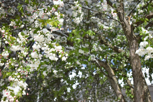 white flowers