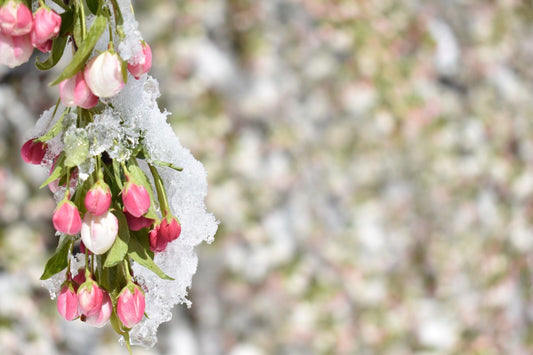 close up shot to the ice