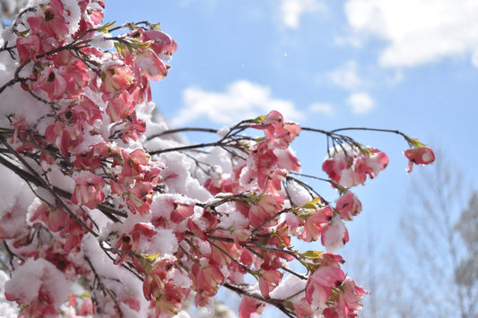 pink flowers