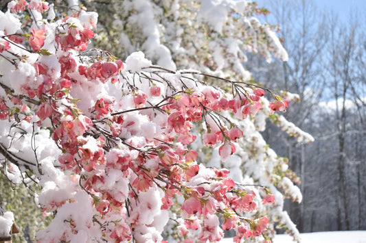 ice on flowers