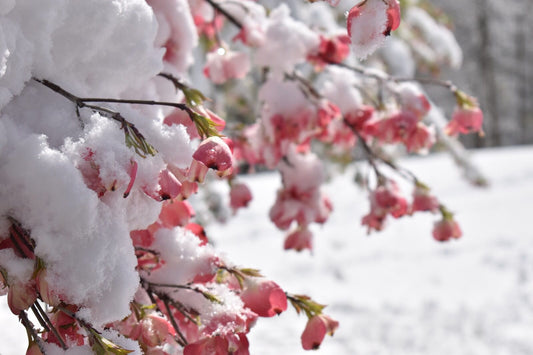 winter flowers