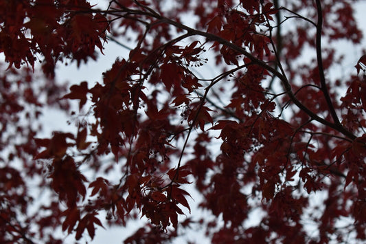 dark shot in winter forest