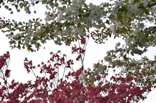 low shot of flowers