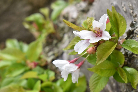 white flower