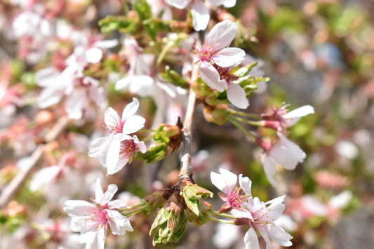 white flowers