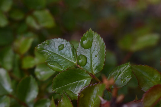 water drop on green leaf