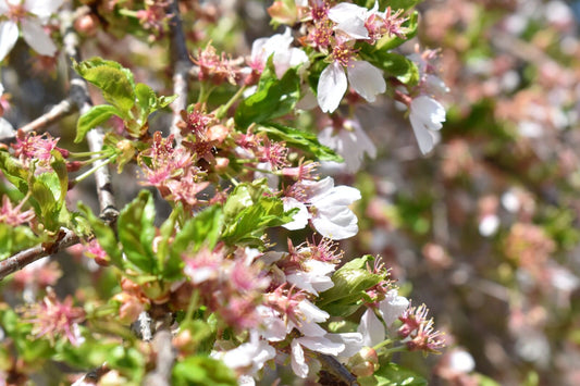 growing flowers