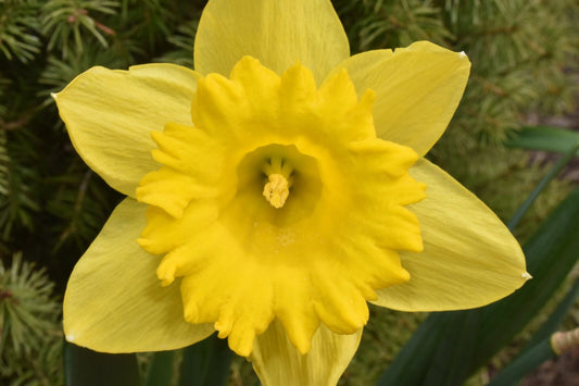 yellow flower